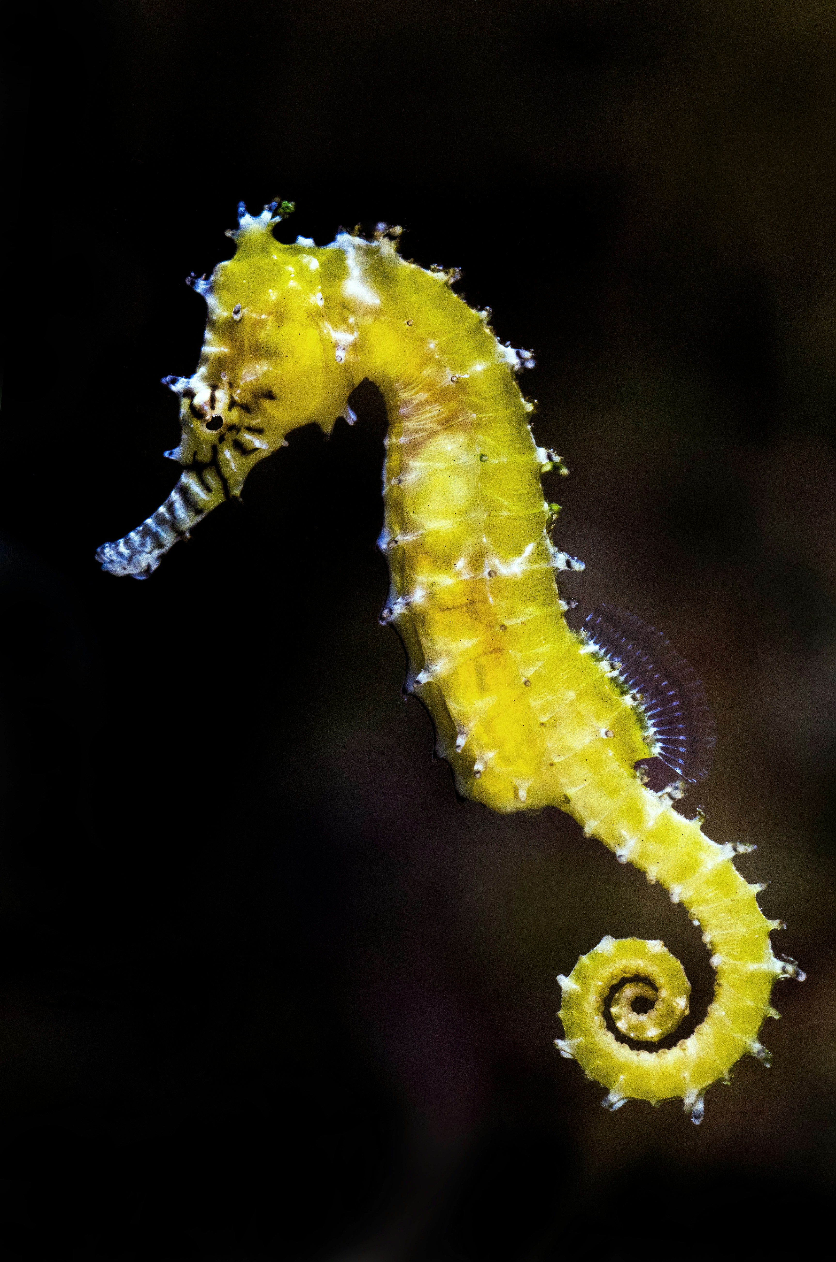 Exotic Sea Creature